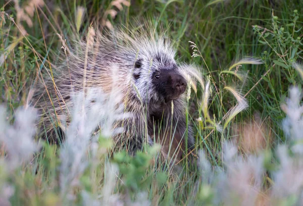 Porcs Épics Dans Nature — Photo