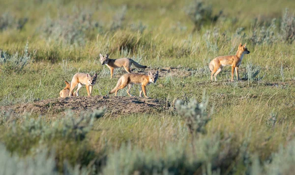 Vahşi doğada nesli tükenmekte olan hızlı tilki