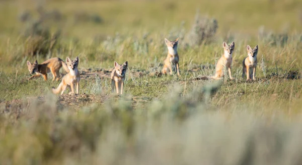 Vahşi doğada nesli tükenmekte olan hızlı tilki