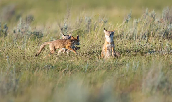 Vahşi doğada nesli tükenmekte olan hızlı tilki