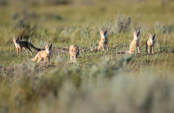 Vahşi doğada nesli tükenmekte olan hızlı tilki