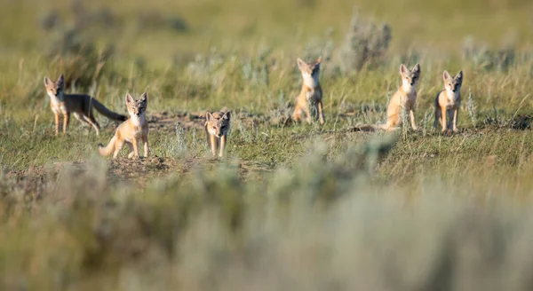 Vahşi doğada nesli tükenmekte olan hızlı tilki