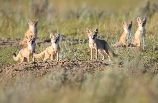 野生濒临绝种的狐狸 — 图库照片