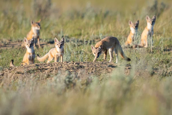 Vahşi doğada nesli tükenmekte olan hızlı tilki