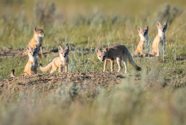Vahşi doğada nesli tükenmekte olan hızlı tilki