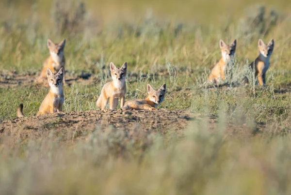 Bedreigde Snelle Vos Het Wild — Stockfoto