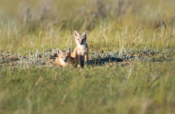 Vahşi doğada nesli tükenmekte olan hızlı tilki