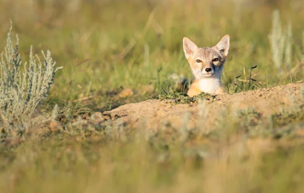 Volpe Rapida Pericolo Natura — Foto Stock