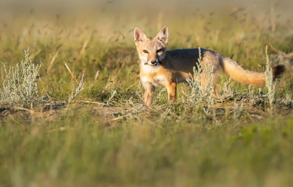 Vahşi doğada nesli tükenmekte olan hızlı tilki