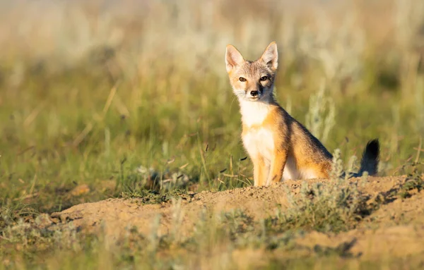 Bedreigde Snelle Vos Het Wild — Stockfoto