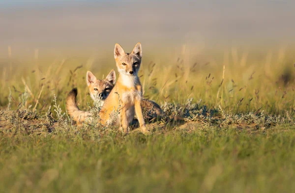 Vahşi doğada nesli tükenmekte olan hızlı tilki