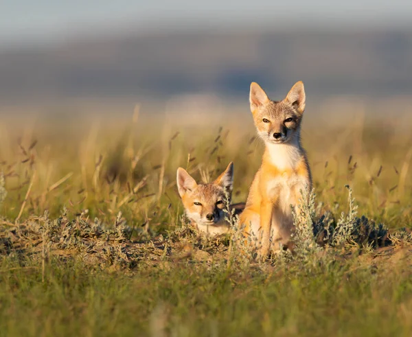 Volpe Rapida Pericolo Natura — Foto Stock