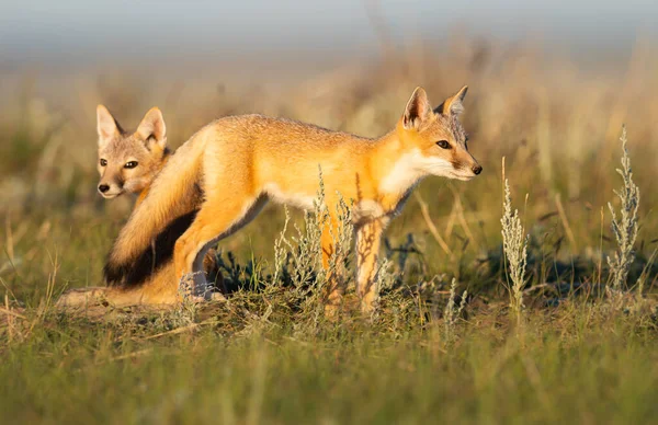 Vahşi doğada nesli tükenmekte olan hızlı tilki