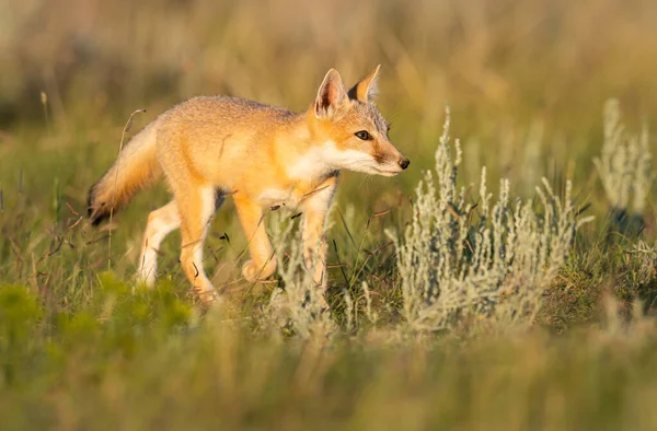 Volpe Rapida Pericolo Natura — Foto Stock