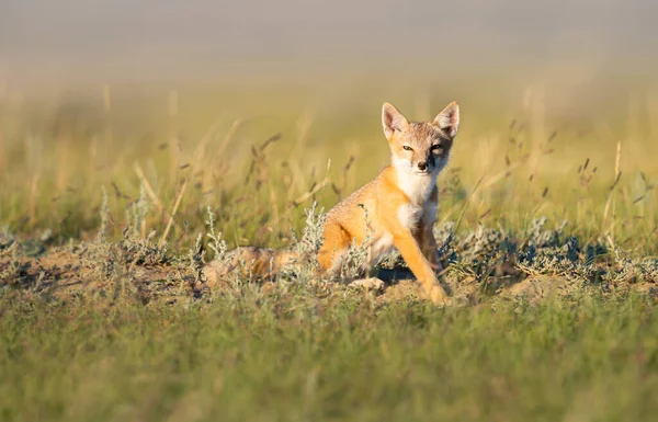 Zorro Veloz Peligro Extinción Naturaleza — Foto de Stock