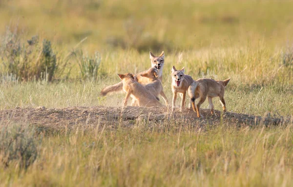 Bedreigde Snelle Vos Het Wild — Stockfoto