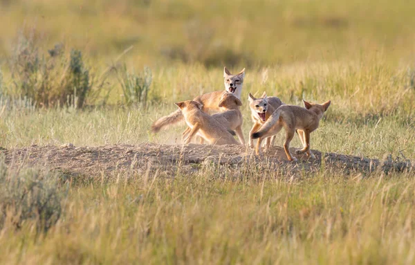 Απειλούμενη Γρήγορη Αλεπού Στην Άγρια Φύση — Φωτογραφία Αρχείου