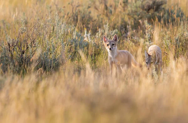 Volpe Rapida Pericolo Natura — Foto Stock