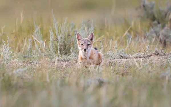 Volpe Rapida Pericolo Natura — Foto Stock