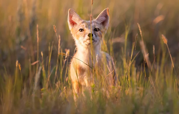 Endangered Swift Fox Wild — Stock Photo, Image