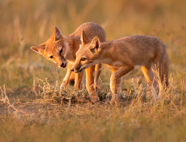 Vahşi doğada nesli tükenmekte olan hızlı tilki