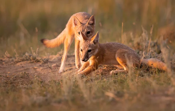 Zorro Veloz Peligro Extinción Naturaleza — Foto de Stock