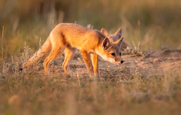 Raposa Rápida Perigo Natureza — Fotografia de Stock