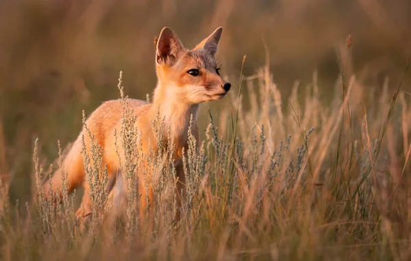 Vahşi doğada nesli tükenmekte olan hızlı tilki