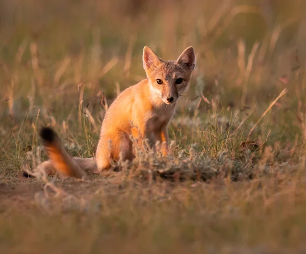 野生で危険な迅速なキツネ — ストック写真
