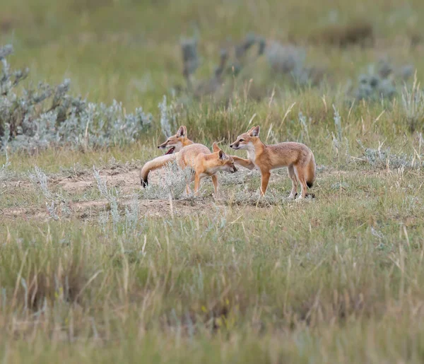 Απειλούμενη Γρήγορη Αλεπού Στην Άγρια Φύση — Φωτογραφία Αρχείου