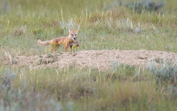 Vahşi doğada nesli tükenmekte olan hızlı tilki