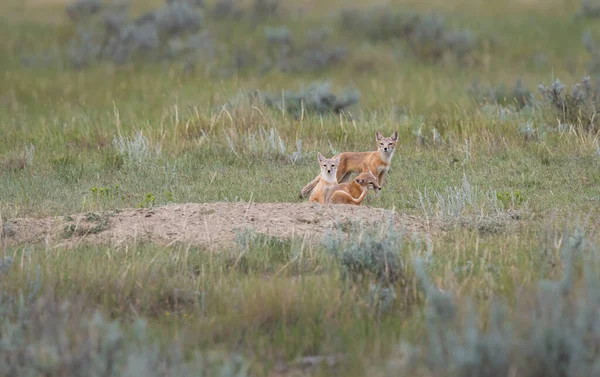 Bedreigde Snelle Vos Het Wild — Stockfoto