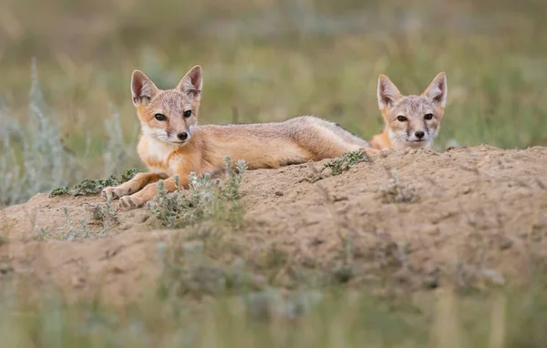 Vahşi doğada nesli tükenmekte olan hızlı tilki
