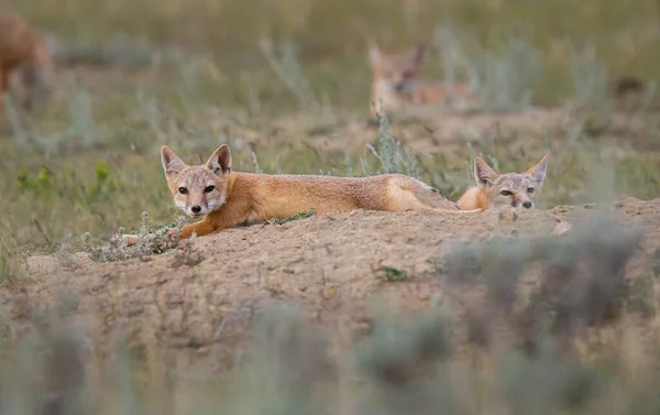 Volpe Rapida Pericolo Natura — Foto Stock