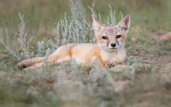 Vahşi doğada nesli tükenmekte olan hızlı tilki