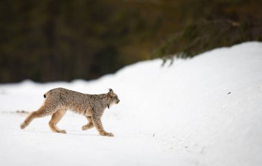 Kanada vaşağı doğada