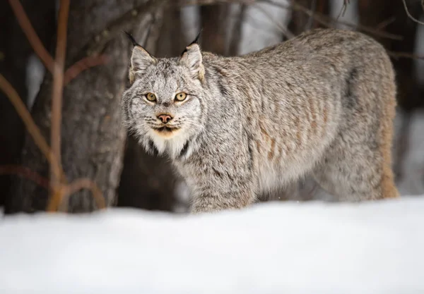 Canadian Lynx Wild — Stock Photo, Image