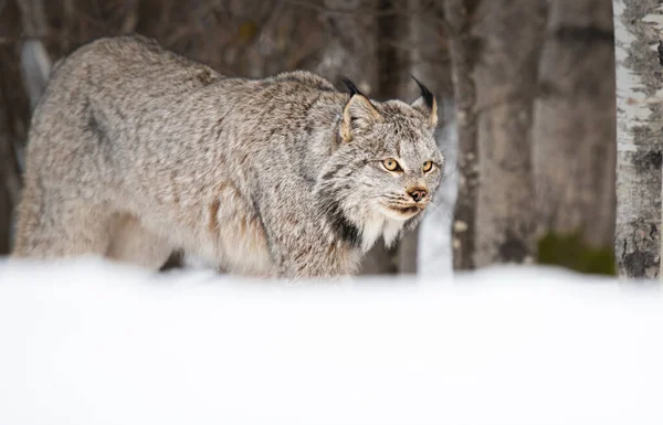 Canadian Lynx Wild — Stock Photo, Image