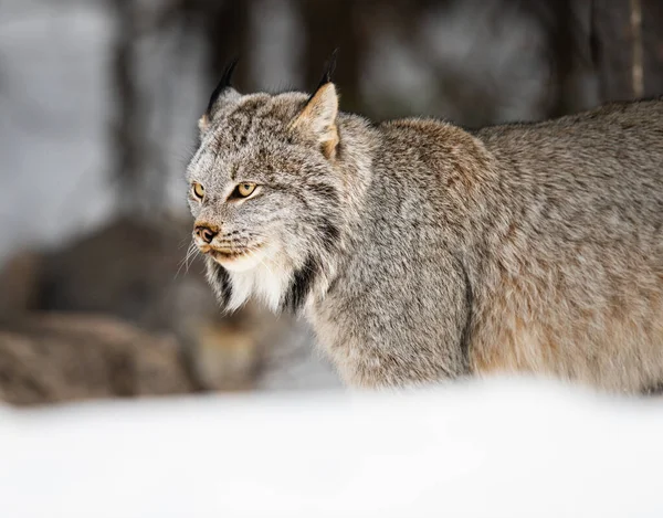 Lince Canadese Natura — Foto Stock