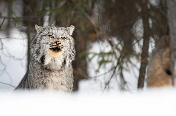 Lince Canadense Natureza — Fotografia de Stock