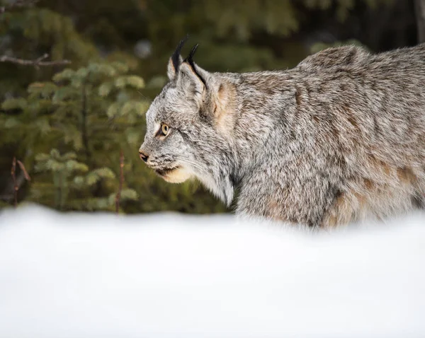 Lynx Canadien État Sauvage — Photo