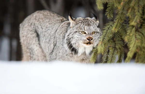 Canadian Lynx Wild — Stock Photo, Image