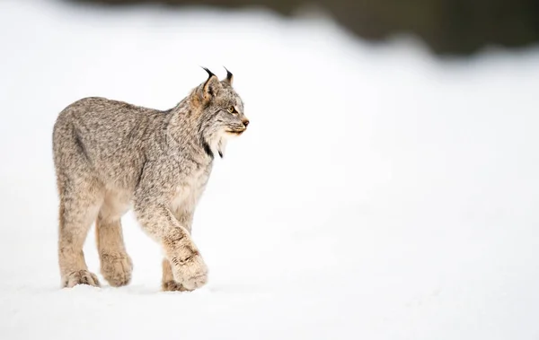 Lince Canadense Natureza — Fotografia de Stock