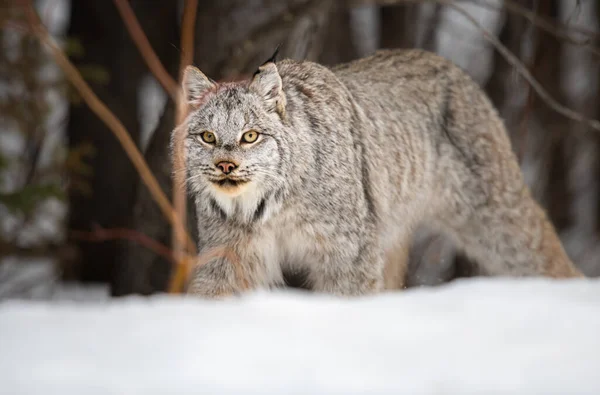 Lince Canadiense Naturaleza — Foto de Stock