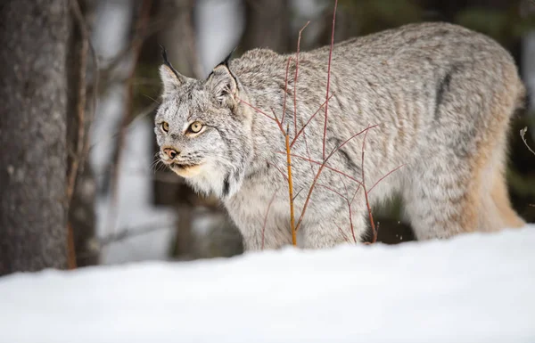 Canadian Lynx Wild — Stock Photo, Image