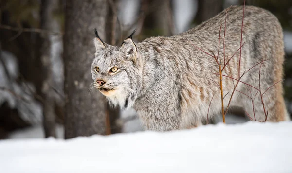 Canadian Lynx Wild — Stock Photo, Image