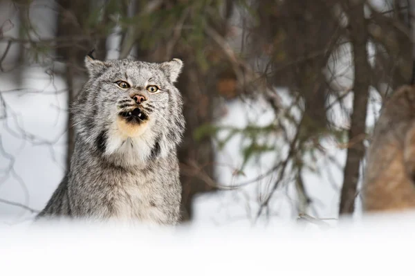 Kanadischer Luchs Freier Wildbahn — Stockfoto