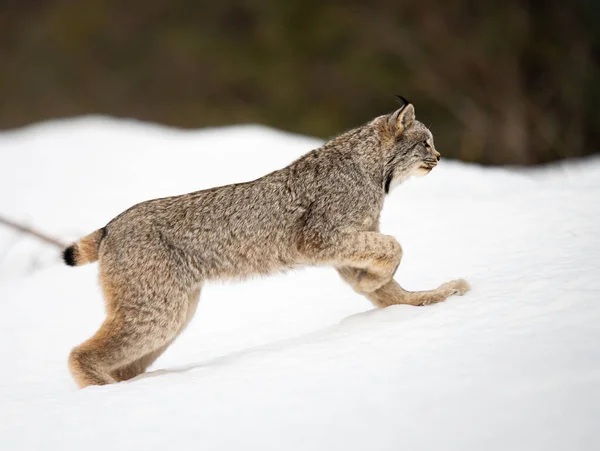 Lince Canadiense Naturaleza —  Fotos de Stock