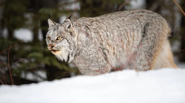 Canadian Lynx Wild — Stock Photo, Image