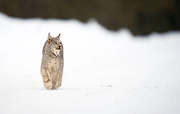 Lince Canadense Natureza — Fotografia de Stock